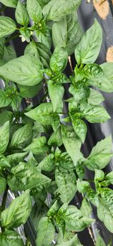 팜모닝 고추·병해충상담 게시글 이미지