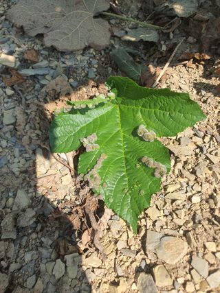 농사985님의 딸기·병해충상담 작성글 사진