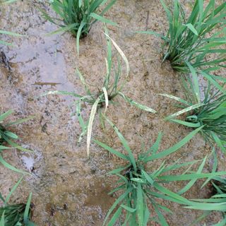 촌 아저씨님의 벼 · 병해충상담 작성글 사진