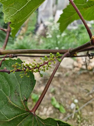 박치원님의 포도 · 병해충상담 작성글 사진