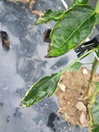 초초초보5도2촌님의 고추 · 병해충상담 작성글 사진