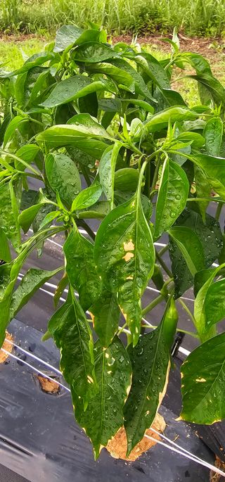 초보농민님의 고추 · 병해충상담 작성글 사진