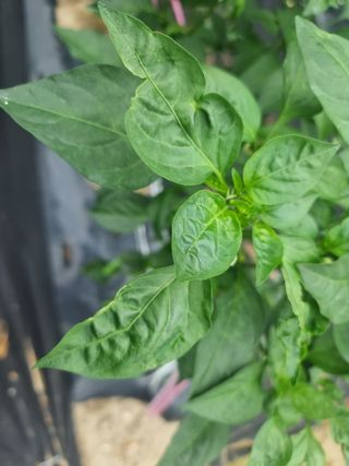 초초초보5도2촌님의 고추 · 병해충상담 작성글 사진