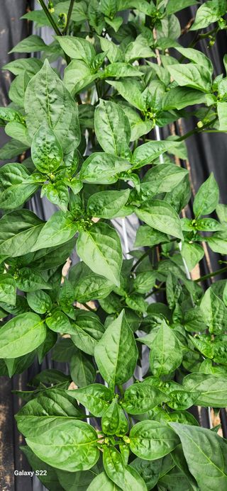 정선고추님의 고추 · 병해충상담 작성글 사진