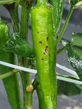 팜모닝 고추·병해충상담 게시글 이미지