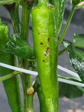 초초초보5도2촌님의 고추 · 병해충상담 작성글 사진