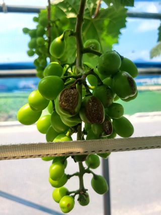 육군오님의 포도 · 병해충상담 작성글 사진