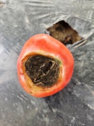 박치원님의 토마토 · 병해충상담 작성글 사진