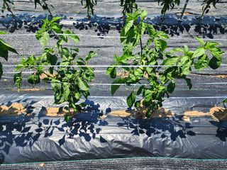 구자형님의 고추 · 병해충상담 작성글 사진