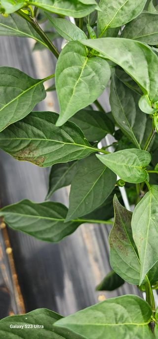 김연철님의 고추 · 병해충상담 작성글 사진