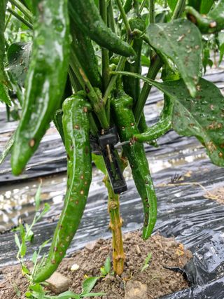 마늘15064님의 고추 · 병해충상담 작성글 사진