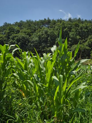 들깨9855님의 옥수수 · 병해충상담 작성글 사진