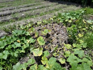 만강님의 호박 · 병해충상담 작성글 사진