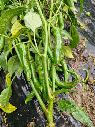 마늘15064님의 고추 · 병해충상담 작성글 사진