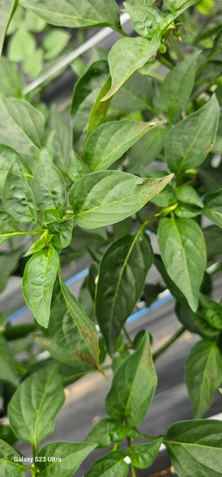 김연철님의 고추 · 병해충상담 작성글 사진