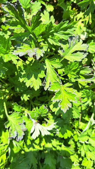 주윤발이님의 감 · 병해충상담 작성글 사진