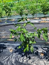 팜모닝 고추·병해충상담 게시글 이미지