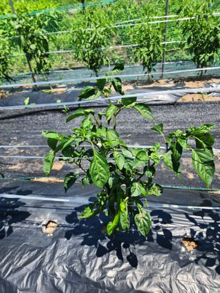 구자형님의 고추 · 병해충상담 작성글 사진