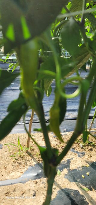 열정님의 고추 · 병해충상담 작성글 사진