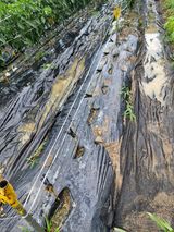 팜모닝 고추·병해충상담 게시글 이미지