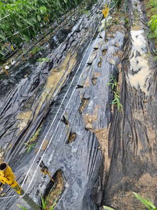마늘15064님의 고추 · 병해충상담 작성글 사진