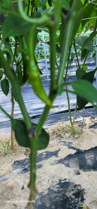 열정님의 고추 · 병해충상담 작성글 사진