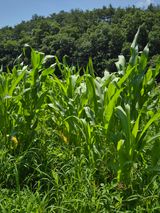 팜모닝 옥수수·병해충상담 게시글 이미지