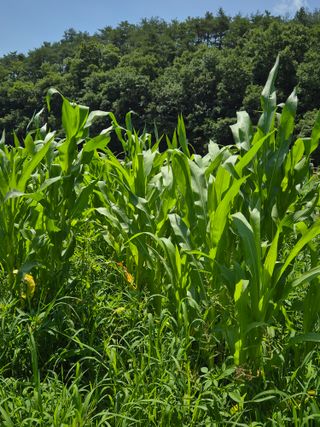 들깨9855님의 옥수수 · 병해충상담 작성글 사진