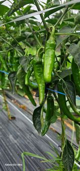 팜모닝 고추·병해충상담 게시글 이미지