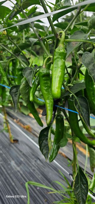 김연철님의 고추 · 병해충상담 작성글 사진