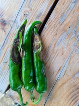 팜모닝 고추·병해충상담 게시글 이미지