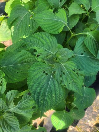 김응진님의 들깨 · 병해충상담 작성글 사진