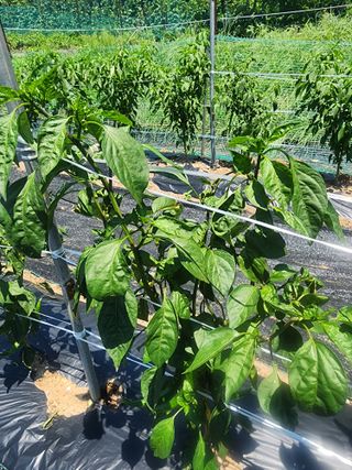 구자형님의 고추 · 병해충상담 작성글 사진