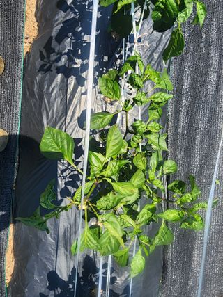 구자형님의 고추 · 병해충상담 작성글 사진