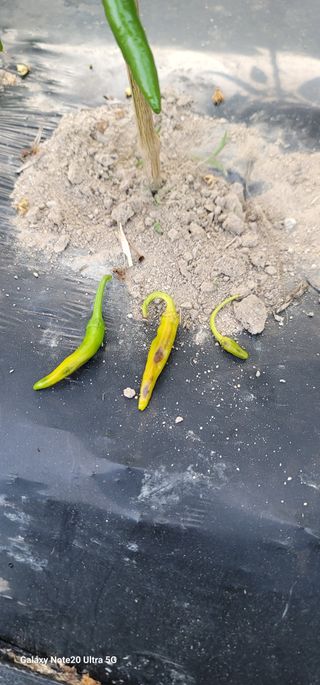 열정님의 고추 · 병해충상담 작성글 사진