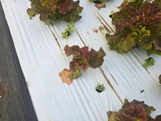 노랑님의 상추 · 병해충상담 작성글 사진