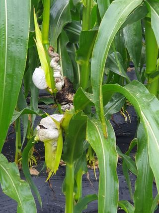 샤이니바다님의 옥수수 · 병해충상담 작성글 사진