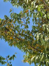 팜모닝 기타작물·병해충상담 게시글 이미지