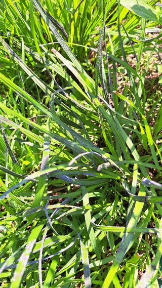 주윤발이님의 감 · 병해충상담 작성글 사진