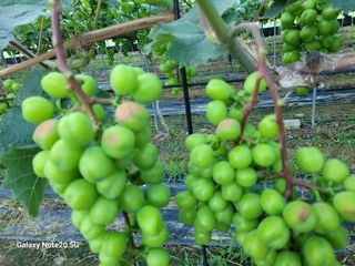 윤두권(샤인)님의 포도 · 병해충상담 작성글 사진