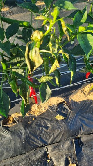 김혜경님의 고추 · 병해충상담 작성글 사진