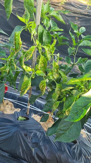 김혜경님의 고추 · 병해충상담 작성글 사진