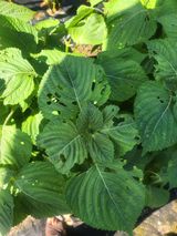 팜모닝 들깨·병해충상담 게시글 이미지