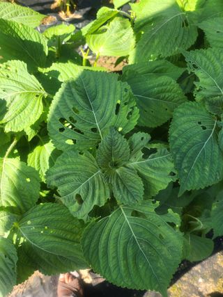 김응진님의 들깨 · 병해충상담 작성글 사진