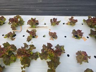 노랑님의 상추 · 병해충상담 작성글 사진