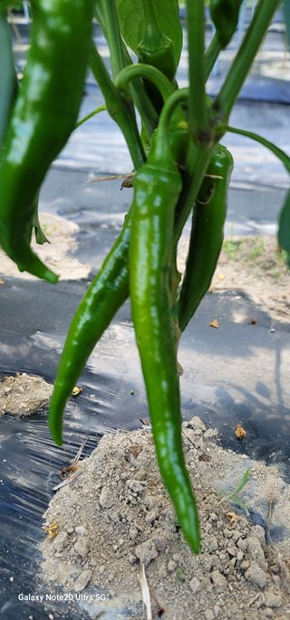 열정님의 고추 · 병해충상담 작성글 사진