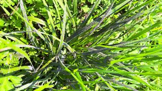 주윤발이님의 감 · 병해충상담 작성글 사진