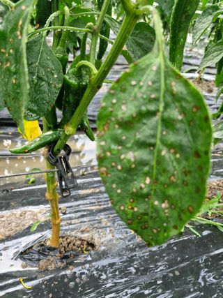 마늘15064님의 고추 · 병해충상담 작성글 사진