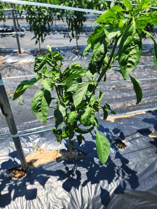 구자형님의 고추 · 병해충상담 작성글 사진