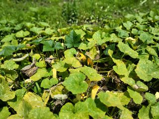 만강님의 호박 · 병해충상담 작성글 사진